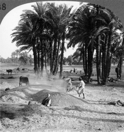 تذويب الحبوب بعد الدرس ، مصر ، 1905. بواسطة أندروود أند أندروود