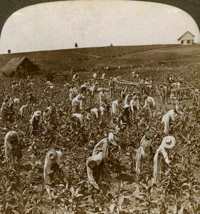 حقل التبغ ، مونبلير ، جامايكا ، 1900. بواسطة أندروود أند أندروود