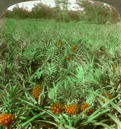 حيث ينمو الأناناس اللذيذ ، فلوريدا ، الولايات المتحدة الأمريكية ، 1896. بواسطة أندروود أند أندروود