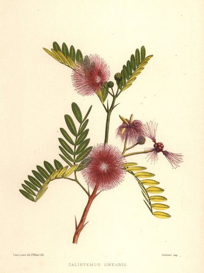 فرشاة الزجاجة ، Callistemon linearis (Calistemon linearis) بواسطة غير معروف