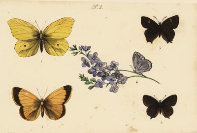 الكبريت المشترك ، Gonepteryx rhamni 1 ، الأصفر الغامق ، Colias croceus 2 مصفف شعر بني ، Thecla betulae 3 ، Meleagers blue ، Polyommatus daphnis 4 ، ومصفف الشعر الأسود ، Satyrium pruni 5 بواسطة غير معروف