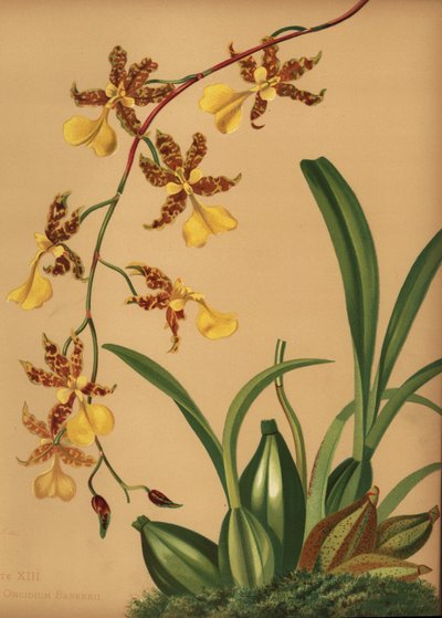 سيدة الأوركيد الراقصة ، Oncidium tigrinum (Oncidium barkerii) بواسطة غير معروف