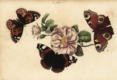 فراشة سيدة مرسومة ، فانيسا كاردوي 1 ، أميرال أحمر ، فانيسا أتالانتا 2 وطاووس أوروبي ، Aglais io 3 بواسطة غير معروف
