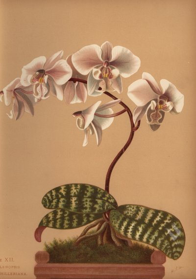 فالاينوبسيس شيليريانا (Phalenopsis schilleriana) بواسطة غير معروف