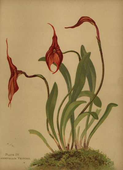 Veitchs masdevallia أو ملك masdevallias ، Masdevallia veitchiana بواسطة غير معروف
