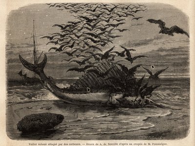 A cosmopolitan sailboat, the fastest fish in the world, thanks to its sail-shaped fin on its back, faulted on the shore and attacked by crows. Engraving to illustrate the story Quatre mois en Florida, by M. Pousselgue, in 1851-1852, published in “” le tour بواسطة فنان غير معروف