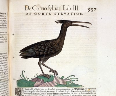 غراب الحيوانات البرية من تاريخ كونراد جيسنر ، زيورخ 1560. الموقع Nazionale Braidense. ميلان بواسطة فنان غير معروف