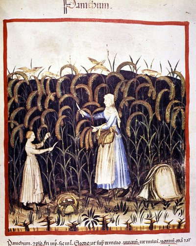 زراعة. إعادة الذعر (الحبوب). الإضاءة من حلب الأدوية وعلم التغذية "" Tacuinum sanitatis "" بواسطة فنان غير معروف