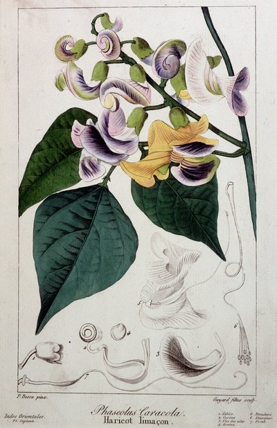 سبيكة الفاصوليا (phaseolus caracola) ، لوح نباتي بواسطة فنان غير معروف