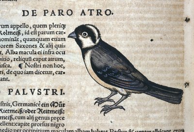 طائر أسود في تاريخ الحيوانات بقلم كونراد جيسنر (1516-1565) زيورخ بواسطة فنان غير معروف