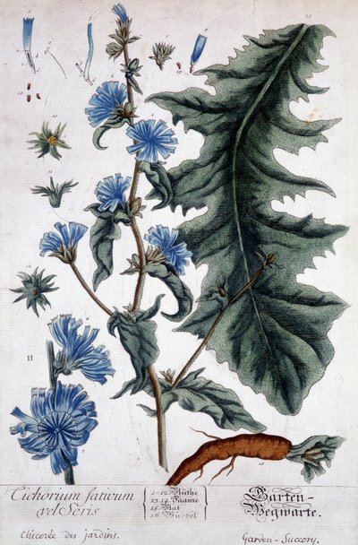 اللوح النباتي: cichorium Factivum velseris (تشيكوري الحدائق). بواسطة فنان غير معروف
