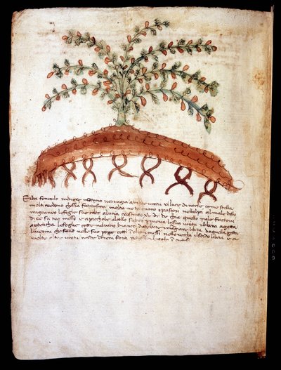 لوحة نباتية تمثل العشب "feniculo maggiore" مكتبة بلدية ريميني بواسطة فنان غير معروف