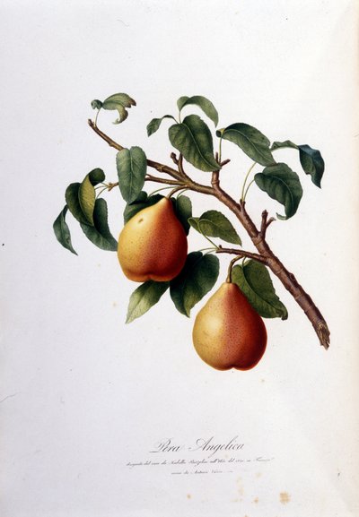 لوحة نباتية تمثل بيرا أنجليكا. 1820 - 1822 بواسطة فنان غير معروف