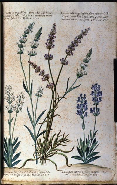 اللوح النباتي: الخزامى الحقيقي (Lavandula angustifolia) والخزامى الحامض (Lavandula latifolia). بواسطة فنان غير معروف