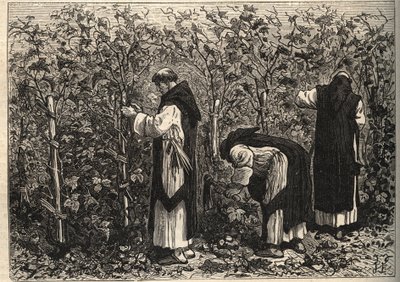 رهبان بورجوندي يزرعون الكرمة - بواسطة لويس فيغير - نهاية القرن التاسع عشر بواسطة فنان غير معروف