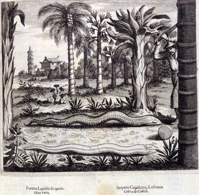 الكوبرا والأفعى السامة من الهند. "De China Monumenta" لأثناسيوس كيرشر (1601 - 1680) ، يسوعي ، مستشرق وعالم ألماني ، أمستردام 1667. بواسطة فنان غير معروف