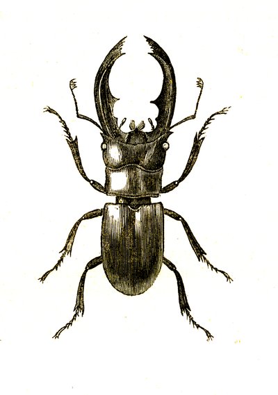 مغمدات الأجنحة: Hexarthrius Buqueti أو Lucanus بواسطة فنان غير معروف