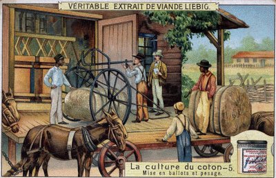 زراعة القطن: Bales and Weighing (الولايات المتحدة الأمريكية) Liebig chromolithography من القرن التاسع عشر بواسطة فنان غير معروف