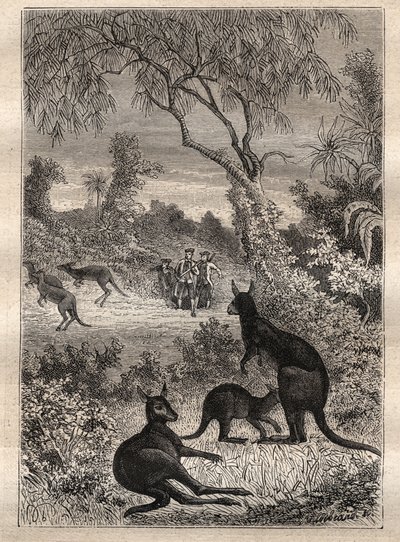 الرحلة الأولى (1768-1771) للكابتن جيمس كوك (1728-1779): اكتشف البحارة حيوانات الكنغر (أستراليا) - رسم توضيحي مأخوذ من "البحارة العظماء في القرن الثامن عشر" بواسطة فنان غير معروف