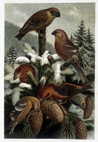 Guiffer من غابات الصنوبر والرحلات البحرية (Bouvreuils) - في "La vie des animaux" بقلم AE Brehm ، تورين بواسطة فنان غير معروف