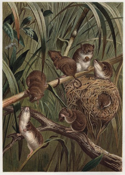 جرذ الحصاد (أو الفأر القزم) - فأر الحصاد الأوراسي (Micromys minutus) - نقش من "" Brehm's Life of Animals "" لألفريد إدموند بريهم (1829-1884) بواسطة فنان غير معروف