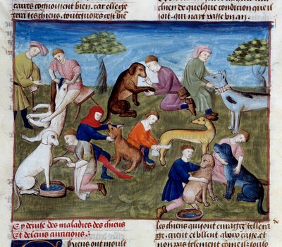 كيفية علاج كلاب الصيد من الأمراض والإصابات. مصغرة مأخوذة من "" كتاب الصيد "" لجاستون الثالث فيبوس ، كونت فوا ، لورد أوف بيرن (1331-1391) بواسطة فنان غير معروف