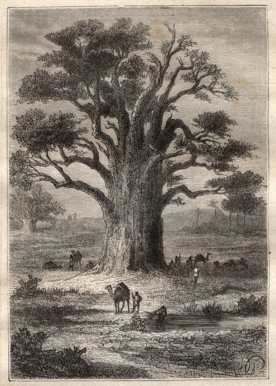 رحلة (1798) بقلم فريدريك كونراد (كونراد) هورنمان (1772-1801) إلى فزان (ليبيا): الباوباب - رسم مأخوذ من "" البحارة العظماء في القرن الثامن عشر "" بواسطة فنان غير معروف