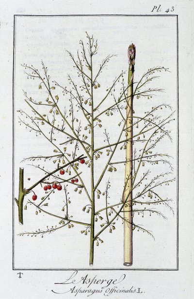 Asparagus (Asparagus Officinalis) - in "Exercises de botany à l'usage des commercants"، redige by JC Philibert، Imprimerie de Crapelet، Paris بواسطة فنان غير معروف