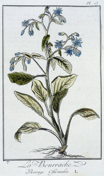 بوريج (Borrage Officinalis) - في "تمارين علم النبات للتجار" ، بقلم جي سي فيليبيرت ، Imprimerie de Crapelet ، باريس بواسطة فنان غير معروف