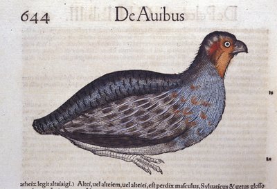 La Partridge في تاريخ الحيوانات بقلم كونراد جيسنر (1516-1565) ، زيورخ بواسطة فنان غير معروف