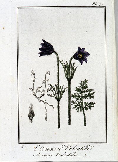 شقائق النعمان pulsatilla - في "تمارين علم النبات للمتداولين" ، كتبها JC Philibert ، Imprimerie de Crapelet ، Paris بواسطة فنان غير معروف