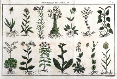 تخطيط الأوراق: في "" Flora Françoise ، أو وصف موجز لجميع النباتات التي تنمو بشكل طبيعي في فرنسا ، مرتبة وفقًا لطريقة تحليل جديدة يتم من خلالها اقتباس مزاياها الأقل غموضًا في الطب ، وفائدتها في بواسطة فنان غير معروف