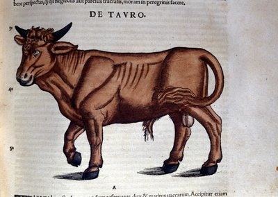 لو توروس. في تاريخ الحيوانات بقلم كونراد جيسنر (1516-1565) ، زيورخ بواسطة فنان غير معروف