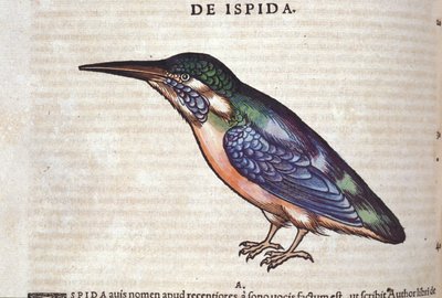 Le Guêpier في تاريخ الحيوانات بواسطة Conrad Gesner (1516-1565) ، زيورخ بواسطة فنان غير معروف
