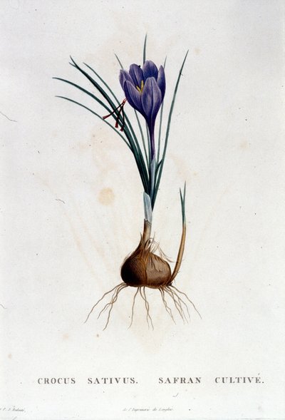 الزعفران (Crocus sativus) بعد بوتانيك دي جي روسو ، باريس 1822. بواسطة فنان غير معروف