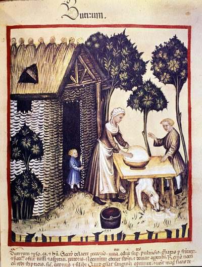 صناعة الزبدة. الإضاءة من حلب الأدوية وعلم التغذية "" Tacuinum sanitatis "" بواسطة فنان غير معروف