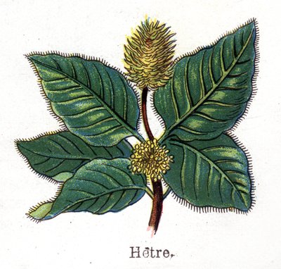 النباتات الطبية والغذائية: الزان. نقش في "" La medicine naturelle "، بقلم فريدريش إدوارد بيلز (1842-1922) بواسطة فنان غير معروف