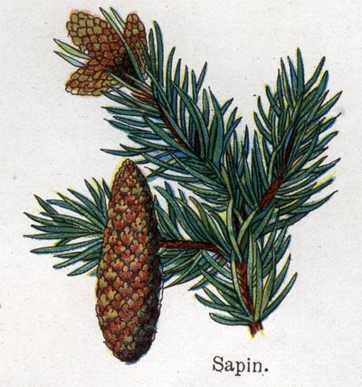النباتات الطبية والغذائية: التنوب. نقش في "" La medicine naturelle "، بقلم فريدريش إدوارد بيلز (1842-1922) بواسطة فنان غير معروف