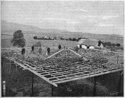 Montecito Vineyard في كاليفورنيا عام 1888. في "الطبيعة" من عام 1888. بواسطة فنان غير معروف