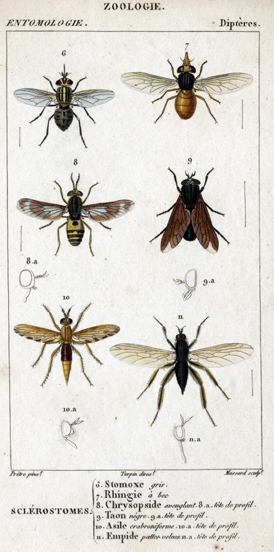 مجلس التاريخ الطبيعي. علم الحشرات. عائلة Dipteres. Sclerostomes: 6. stomox الرمادي. 7. منقار رينجيا. 8. التعمية خريسوبسيد. 8 أ. رئيس الملف الشخصي 9. تون نيجري ؛ 9 أ. رئيس الملف الشخصي 10. اللجوء Crabroniforme. 10 أ. رئيس الملف الشخصي 11. يبطئ شعر الساقين.  بواسطة فنان غير معروف