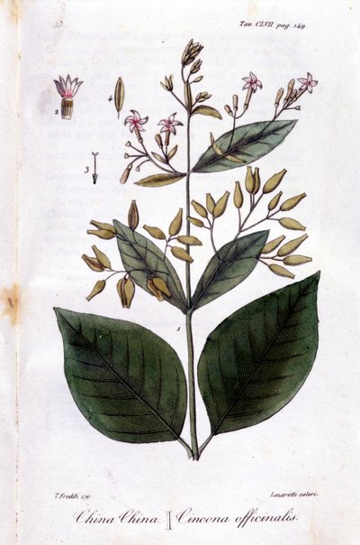 صفيحة من الكينا (Cinchona Officinalis). بواسطة فنان غير معروف
