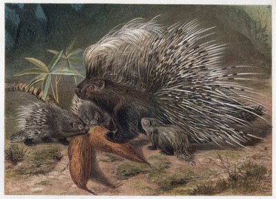 ملحمة لحم الخنزير (porc-epic) - النيص المتوج (Hystrix cristata) - نقش من "" Brehm's Life of Animals "" لألفريد إدموند بريهم (1829-1884) بواسطة فنان غير معروف
