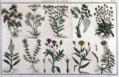 أحكام الزهور: في "" Flora Françoise ، أو وصف موجز لجميع النباتات التي تنمو بشكل طبيعي في فرنسا ، مرتبة وفقًا لطريقة تحليل جديدة نرفق بها اقتباس مزاياها الأقل غموضًا في الطب وفائدتها بواسطة فنان غير معروف