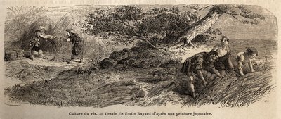 زراعة الأرز: الحصاد في أكتوبر ، يتم لم شمل السيقان في جزمة. نقش لتوضيح الرحلة إلى اليابان في 1863-1864 ، بقلم آيم هامبرت ، وزير الاتحاد السويسري ، في "Le tour du monde ، nouveau journal des voyages" ، المنشور تحت direc بواسطة فنان غير معروف