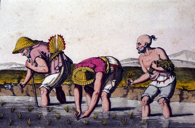 زراعة الأرز في الصين. طباعة القرن التاسع عشر. بواسطة فنان غير معروف