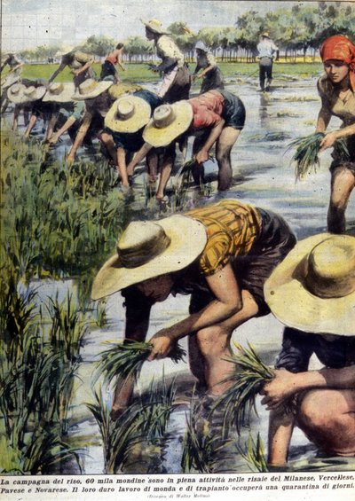 إعادة زراعة الأرز بالقرب من ميلانو عام 1954. بواسطة فنان غير معروف