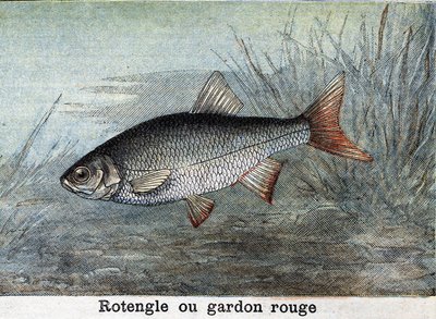 Rotengle أو نقش الصرصور الأحمر من عام 1898 بواسطة فنان غير معروف