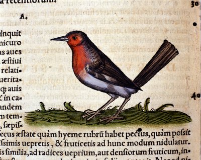 روج بعد تاريخ الحيوانات بقلم كونراد جيسنر ، زيورخ 1560. الموقع Nazionale Braidense. ميلان بواسطة فنان غير معروف