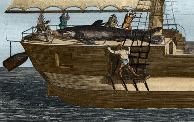 صيد سمك القرش. نقش من 1859 في "متحف العلوم" بواسطة فنان غير معروف