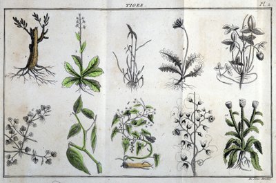 ينبع: في "" Flora Françoise ، أو وصف موجز لجميع النباتات التي تنمو بشكل طبيعي في فرنسا ، مرتبة وفقًا لطريقة جديدة للتحليل يتم من خلالها اقتباس أقل مزاياها التباسًا في الطب وفائدتها في الفنون "" ي بواسطة فنان غير معروف